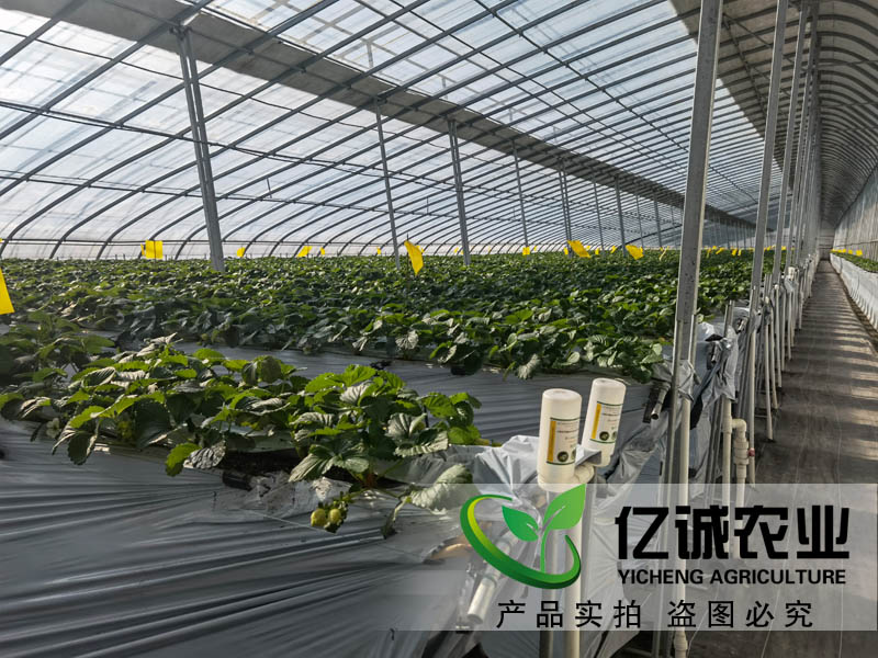 智能溫室大棚承建哪家好？如何種植和管理才能提高，大棚的經(jīng)濟(jì)效益呢？